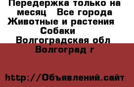 Передержка только на месяц - Все города Животные и растения » Собаки   . Волгоградская обл.,Волгоград г.